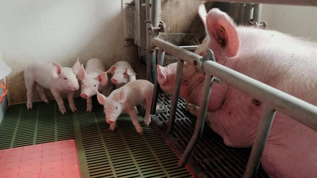 Group of young little pigs on a farm in a pigsty stand near the big sow. Growing pork