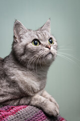 A beautiful gray cat lies and looks straight