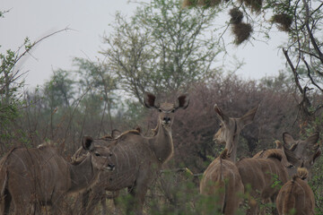 Herd of female kudus grazing between the trees at Khaudum National Park, Namibia