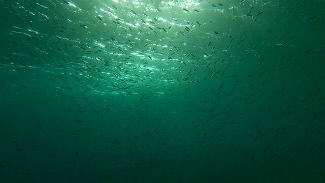 Shoal of Blue sprat, Delicate round herring or blueback sprat (Spratelloides delicatulus). Massive school of small fish swims in blue water in sunshine, Backlight by sunlight, 4K-60fps