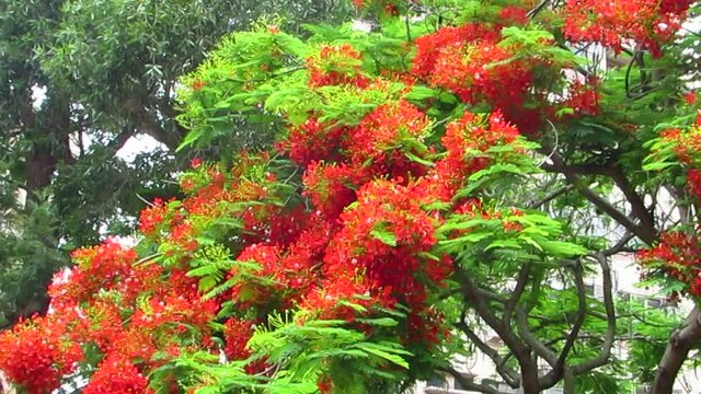 A closeup shot of peacock flowers ina garden on a windy day