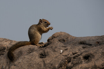 Side profile of a tree squirrel sitting on a brown tree trunk while it is eating a seed.