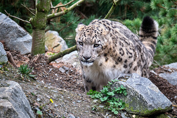 Schneeleopard ( Panthera uncia ).