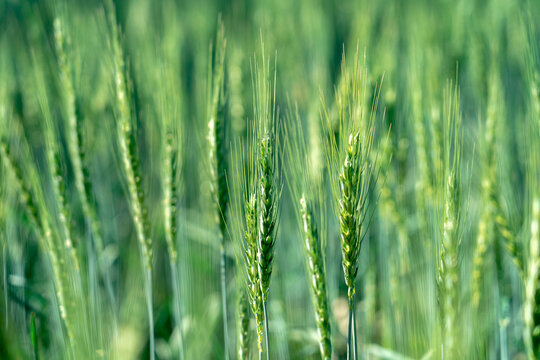 Closeup of a fresh young green wheat growing on a farm field