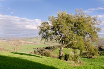 landscapes in the countryside of Tuscany in Italy