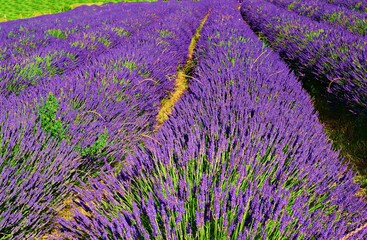 Plakat lavender fields in Tuscany, Italy