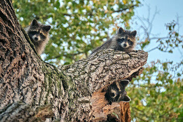 Junge Nordamerikanische Waschbären ( Procyon lotor )
