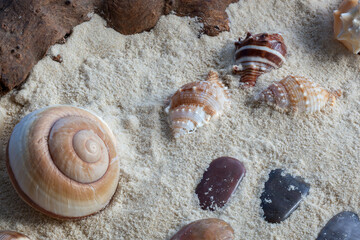 Shells, driftwood and stones in soft sand