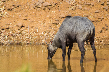 Nilgai walking towards water hole in the Forest of the Tadoba National Park in India