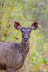 Female Sambar Deer on alert for tigers in the forest in Bandhavgarh National Park, India