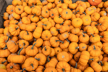 Ungezählte Kürbis in der Kiste