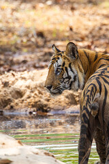 B2, a legendary Bengal Tiger walking through the jungle from a waterhole in Bandhavgarh, India
