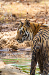 B2, a legendary Bengal Tiger walking through the jungle from a waterhole in Bandhavgarh, India