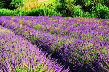 Obraz premium lavender fields in Tuscany, Italy