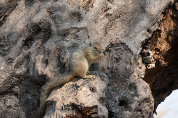 Tree squirrel sitting in a natural hole of a tree trunk while eating a seed.