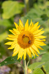 Kleine Besucher auf der Blüte