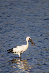 Asian Openbill walking through a lake hunting for snails in Bandhavgarh, India