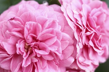 Pink flower - close up