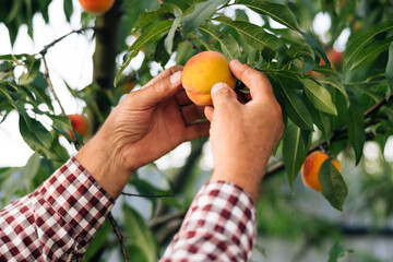 Side view of happy senior man in cap picking tasty peaches from trees. Mature farmer enjoying...