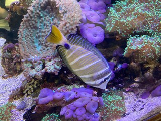 Naklejka na ściany i meble coral reef and tropical fish in aquarium