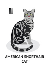 American shorthair cat - vector illustration in flat style