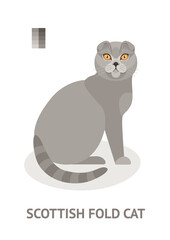 Scottish fold cat - vector illustration in flat style