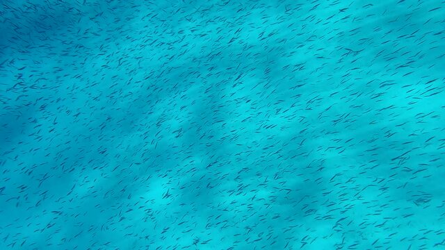 Massive school of small fish swims above sandy bottom in morning sunlights. Top view. Silver-stripe round herring, slender sprat, or Kibinago minnow (Spratelloides gracilis). 4K-60fps
