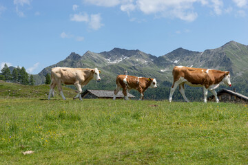 Fototapeta na wymiar Herd of Cows in austrian alps. Austria