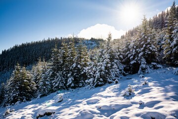 Carpathian mountains and hills with snow-white snow drifts and evergreen trees illuminated by the bright sun