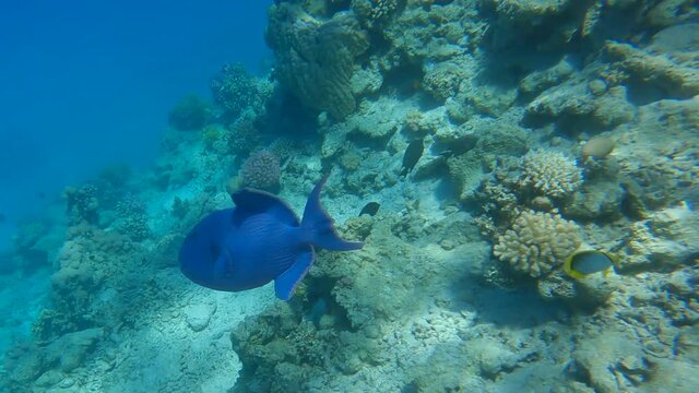 Triggerfish swimming near coral reef. Blue Triggerfish (Pseudobalistes fuscus) 4K-60fps