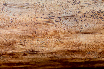 Abstract pattern in wood, caused by bark beetles under the bark of a tree trunk - obrazy, fototapety, plakaty
