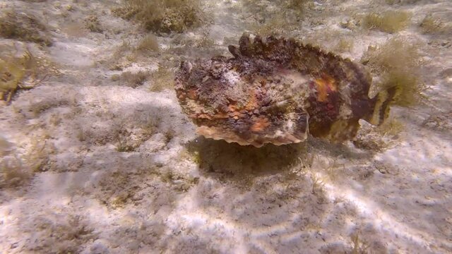 Stonefish slowly swim above sandy seabed among the algae in the sunrays. Reef Stonefish (Synanceia verrucosa). (4K-60fps)