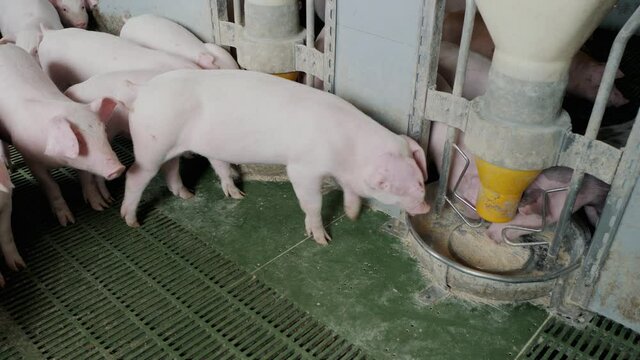 Young little pigs on a farm in a pigsty eat food from feeder. Growing pork