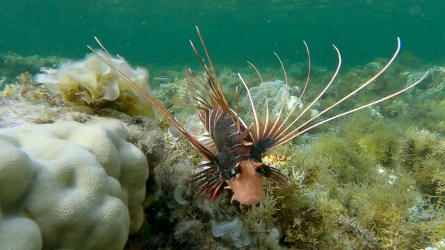 Radial Firefish or Red sea lionfish (Pterois radiata, Pterois cincta) swims above seabed covered with Peacock's tail (Padina pavonica), Brown algae (Sargassum) and Red algae (Liagora viscida) 4K-60fps