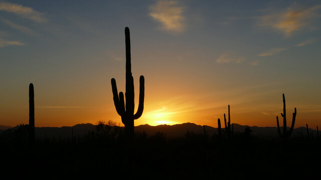 Saguaro National Park with giant saguaro cactus silhouette at sunset or sunrise, Arizona, United States