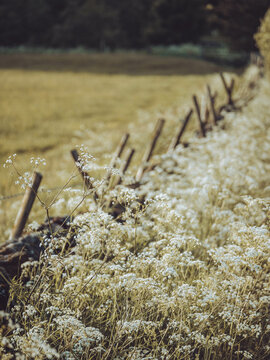 Wild Flower Countryside Verge