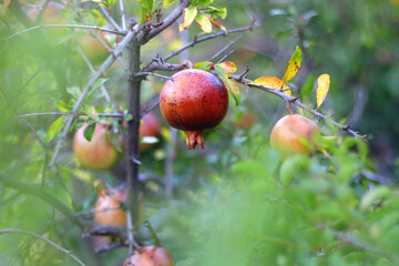 Fresh pomegranate on the tree. Selective focus.
