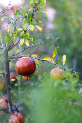 Fresh pomegranate on the tree. Selective focus.