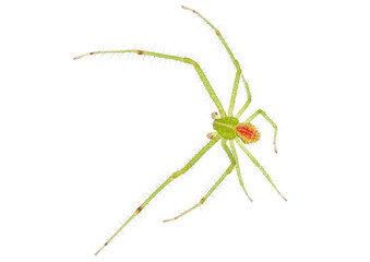 Crab spider isolated on white background, Heriaeus sp.