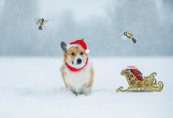 holiday card with cute corgi dog in a red Santa hat sitting in the snow in a winter park and watching a flock of flying bird tits over a sleigh with gifts