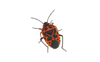 Cabbage bug isolated on white background, Eurydema ventralis