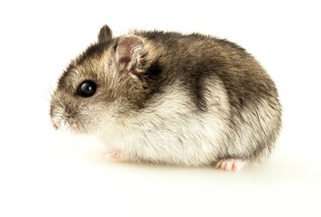 Hamster pet animal cute and small