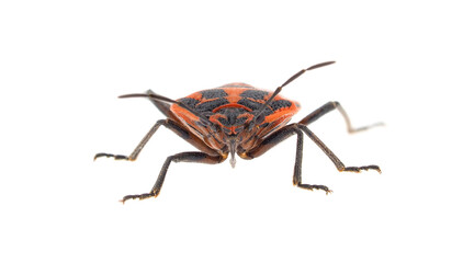 Cabbage bug isolated on white background, Eurydema ventralis