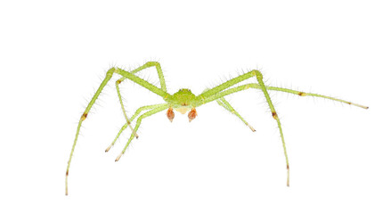 Crab spider isolated on white background, Heriaeus sp.