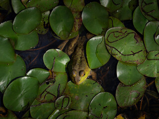 Frog hiding in a swamp