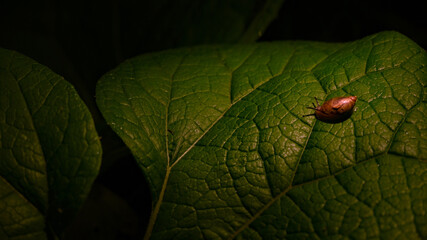 Tiny snail on a green leaf