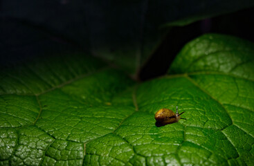 Tiny snail on a green leaf