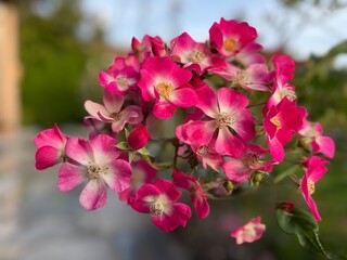 Fototapeta premium Rose