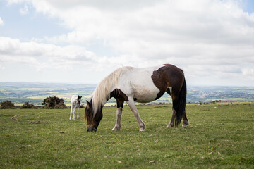 Two horses, mother and her spring, eating in the wild in the middle of nature in the UK. 