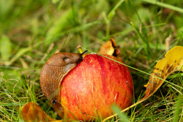 slug eats a rotten apple in a garden